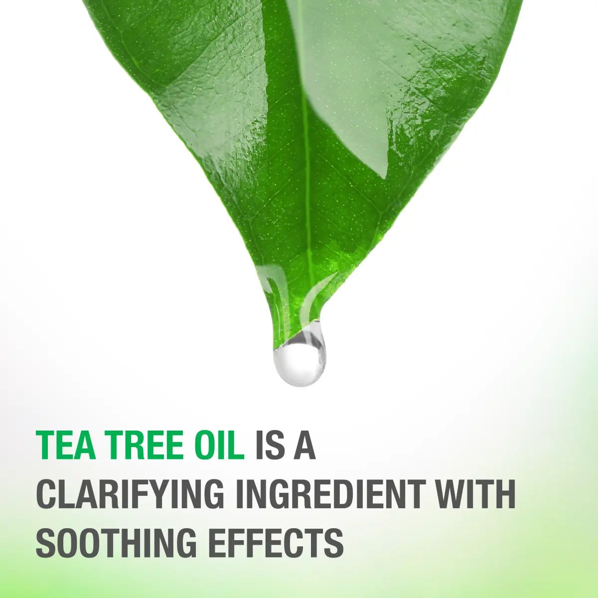 052800676374_US_eCarousel_Asset51_CR060120_NTG_Teatree_Shampoo_12z_IngredientStory.webp
