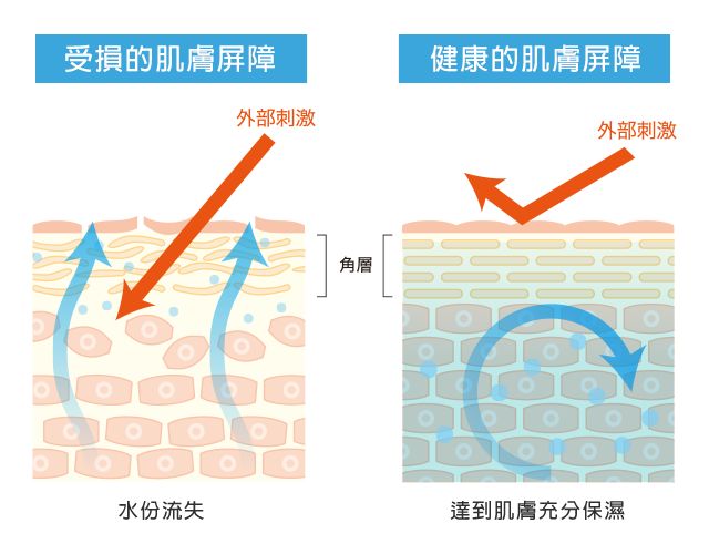 我們發現復原力強的肌膚屏障才能形成健康強壯的肌膚保護層，不但能抵擋外在壓力，受損後亦能快速復原。