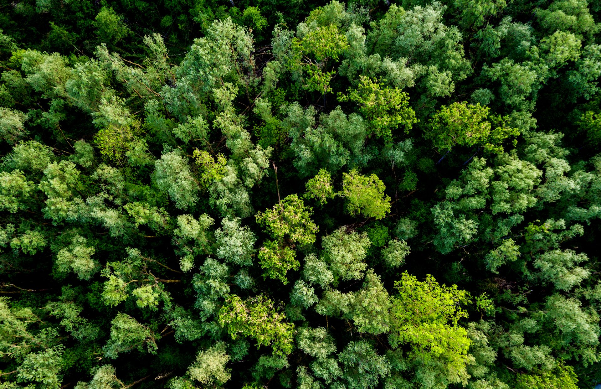 Blick auf einen grünen Wald von oben