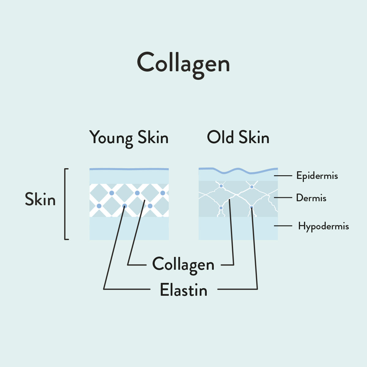Collagen