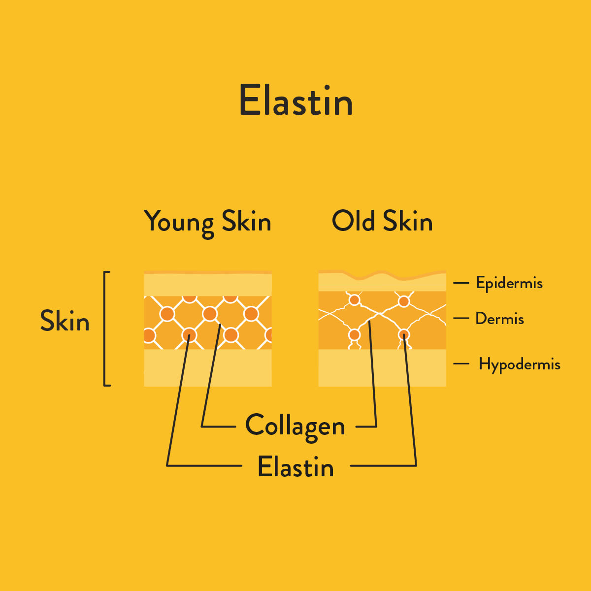 Elastin