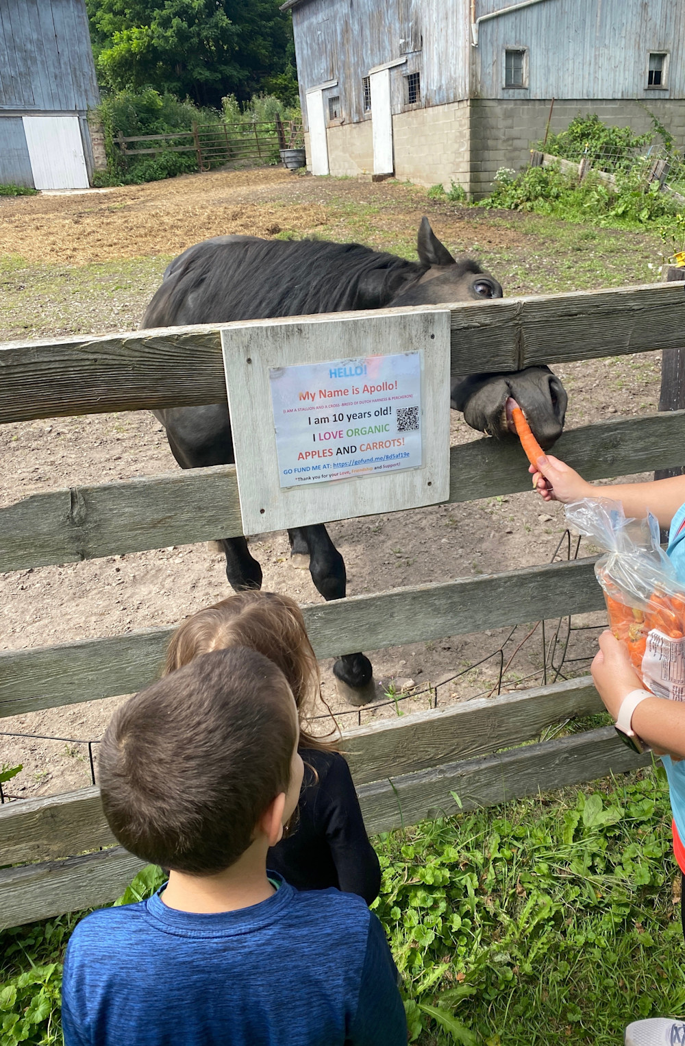 Feeding carrots to Apollo