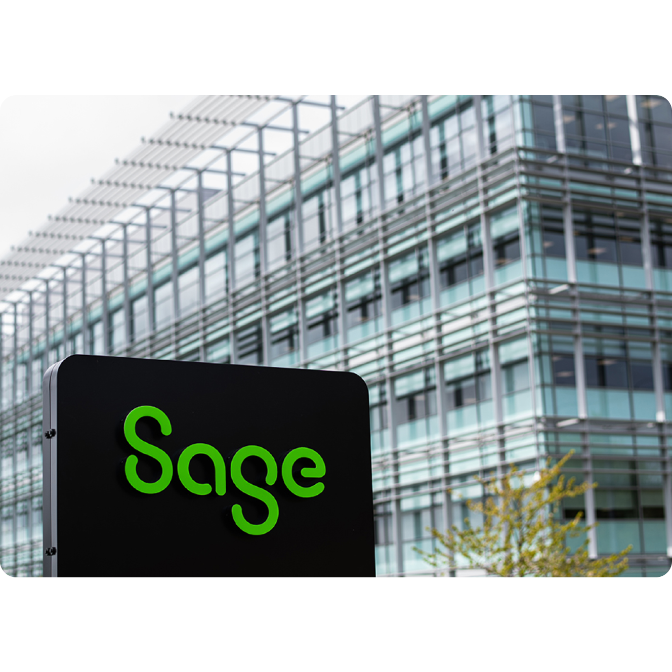 Sage