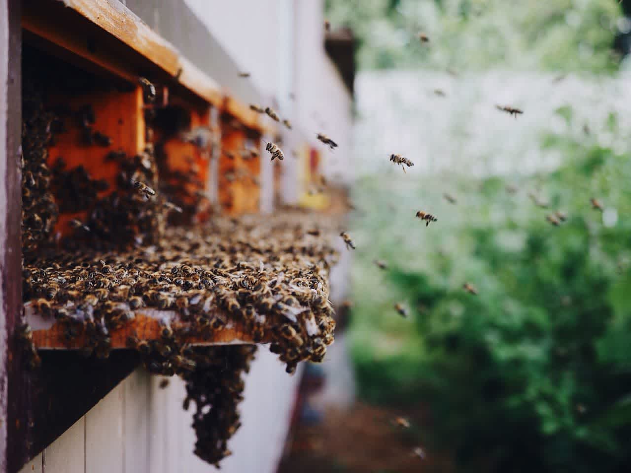 blog > images > EyeEm-mission-October-2015 > EyeEm-GoCardless-winner-bees@2x.jpg