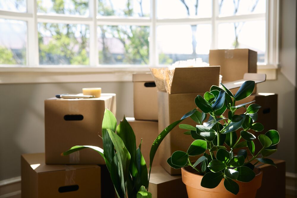 Medium-Arion RI 3515