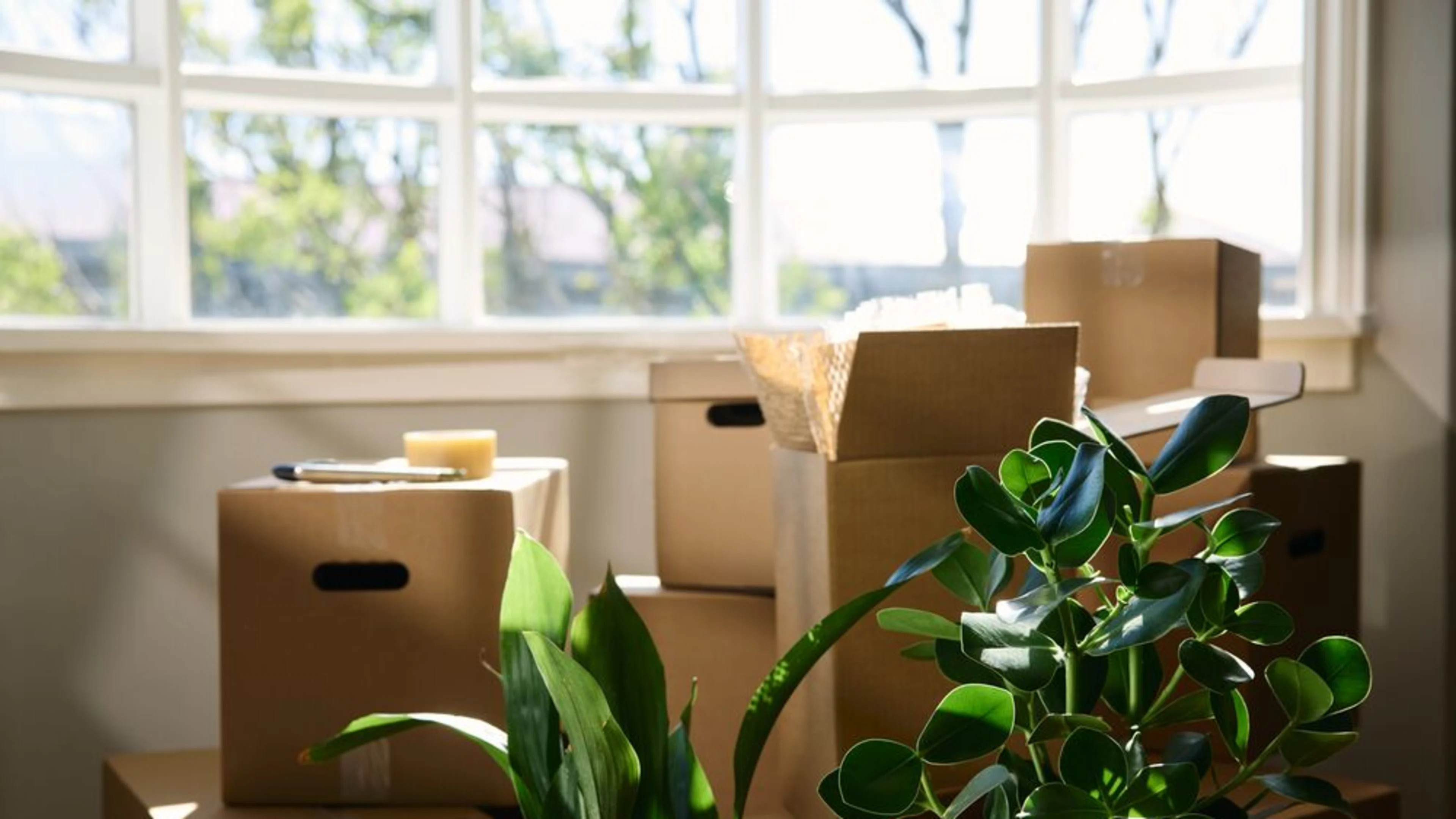 Medium-Arion RI 3515