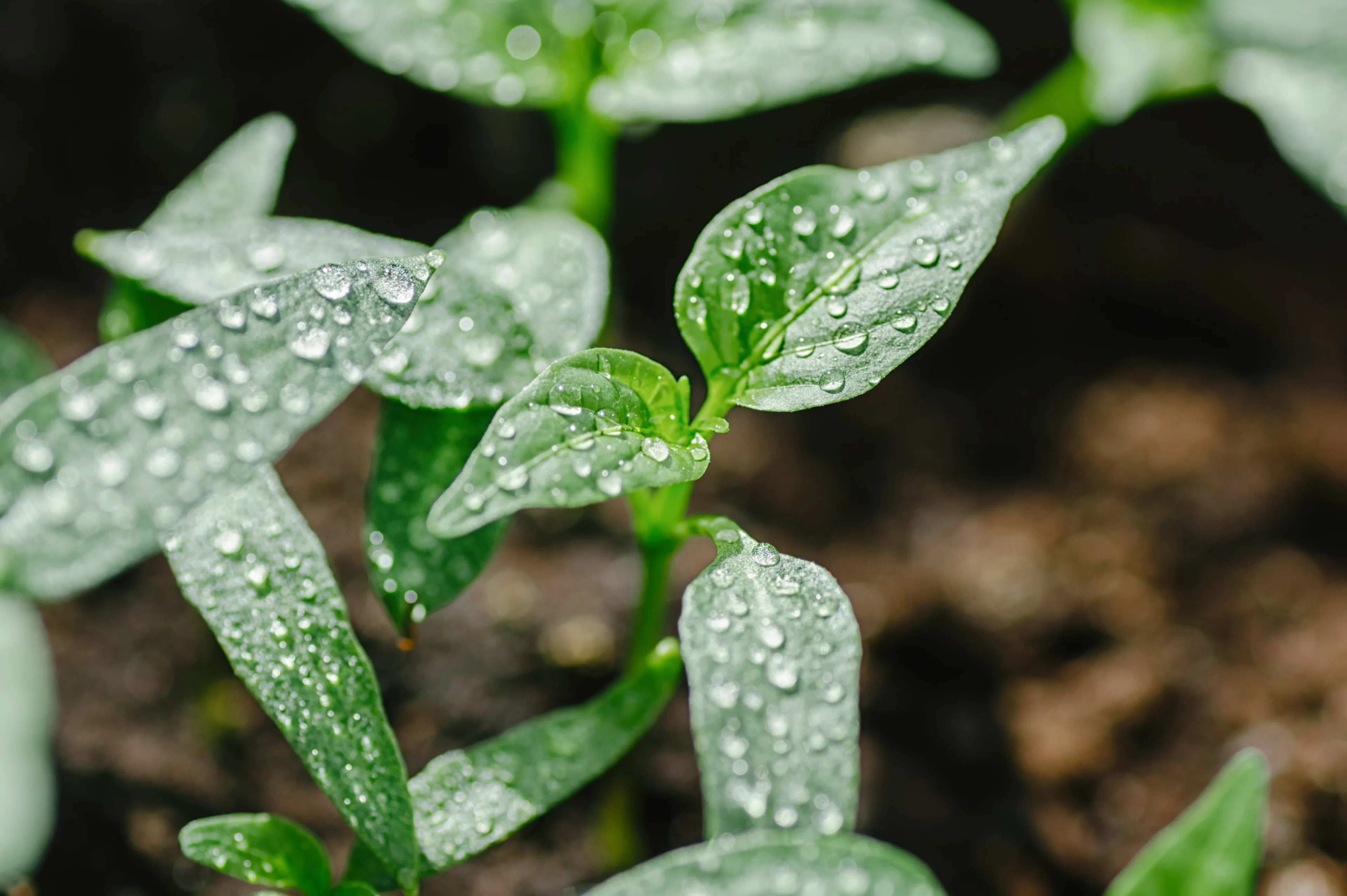 Plant with water drops