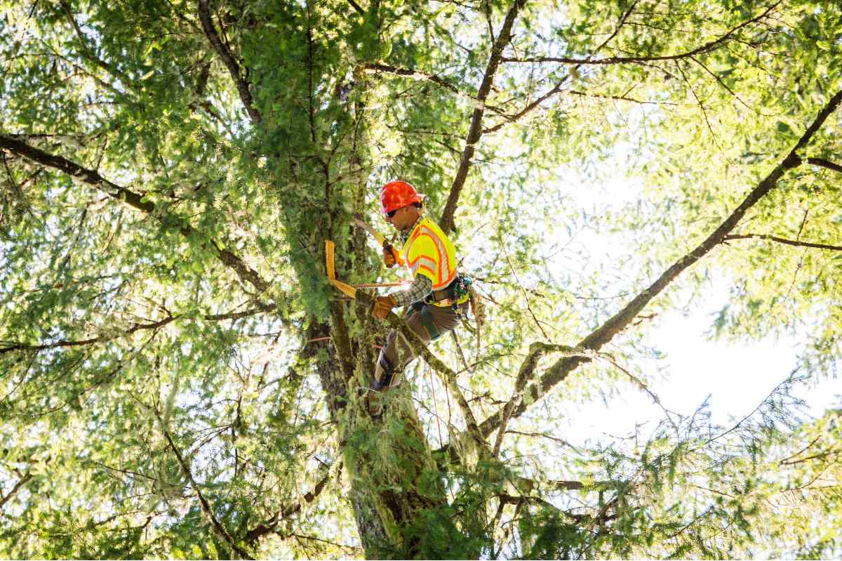 crew member removes branches in the tree canopy during hazard tree removal operations