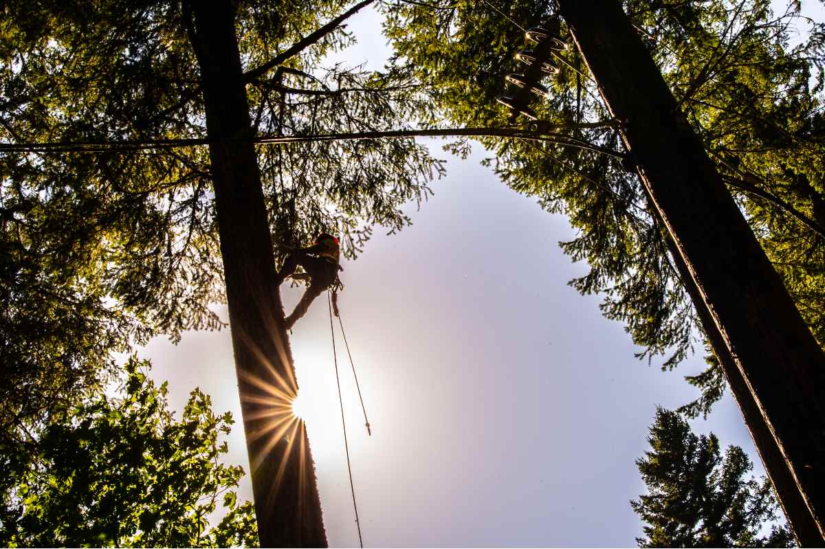 An Asplundh tree crew member ascends a tree during hazard tree removal operations 