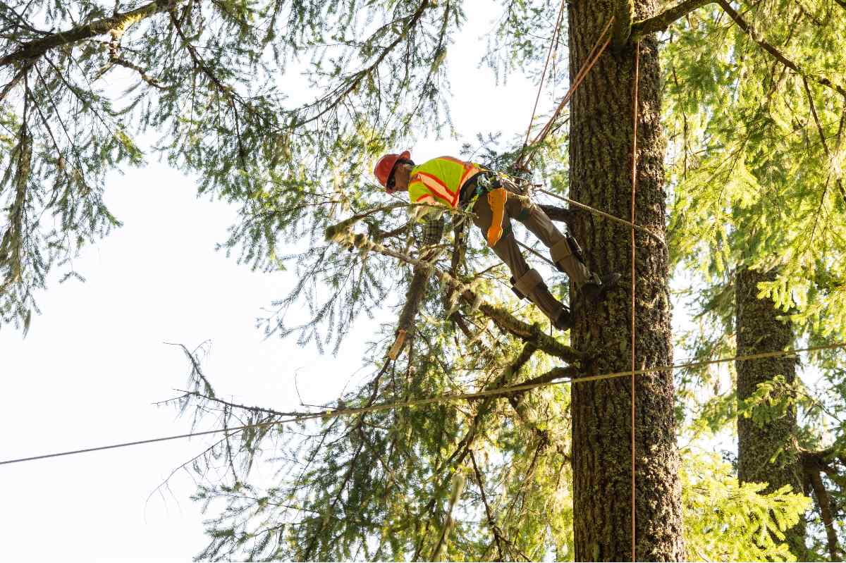 tree crew member removes branches in the tree canopy during hazard tree removal operations