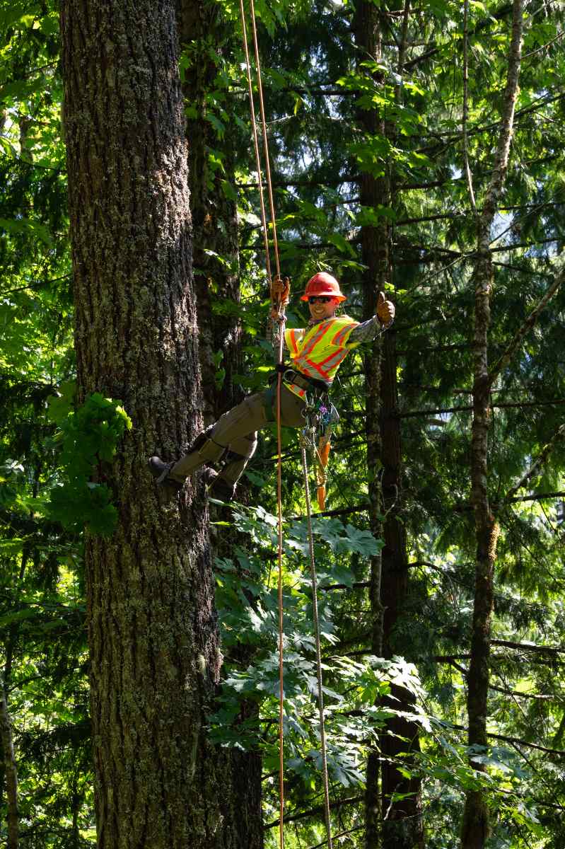 crew member signals that they are ready to descend during hazard tree removal operations 