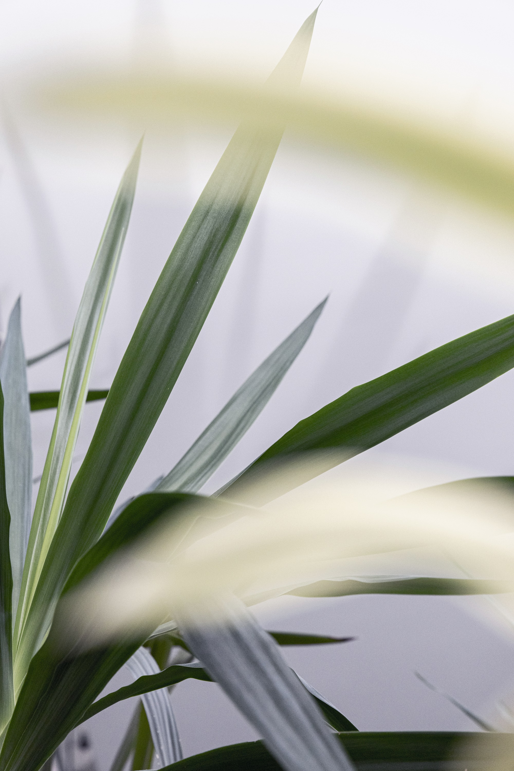 sheer patterned fabric