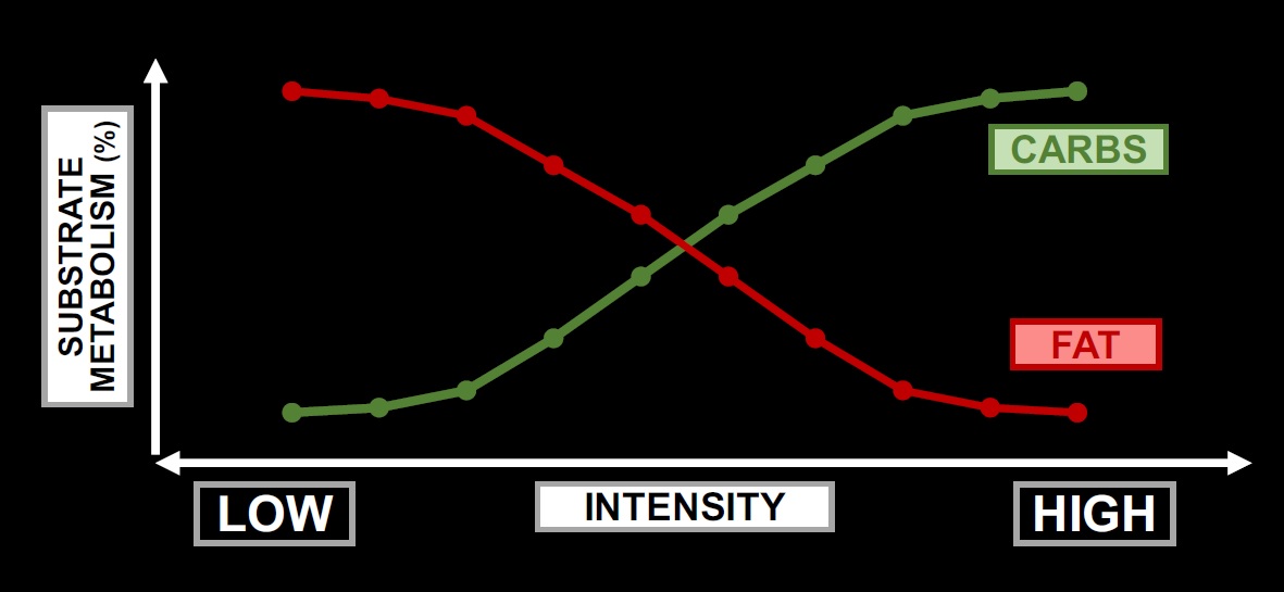 maler om forladelse Socialist Should you use carbs or fat to fuel endurance exercise? by Precision Fuel &  Hydration