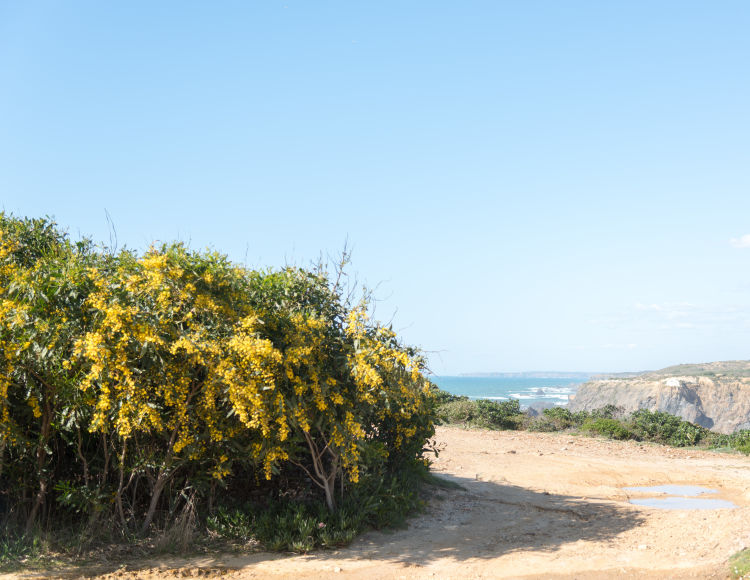 costa vicentina