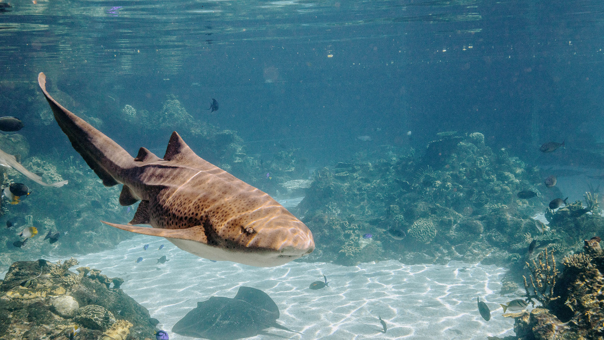 A shark swims near the bottom of a clear aquarium, surrounded by rocks, coral, and small fish.