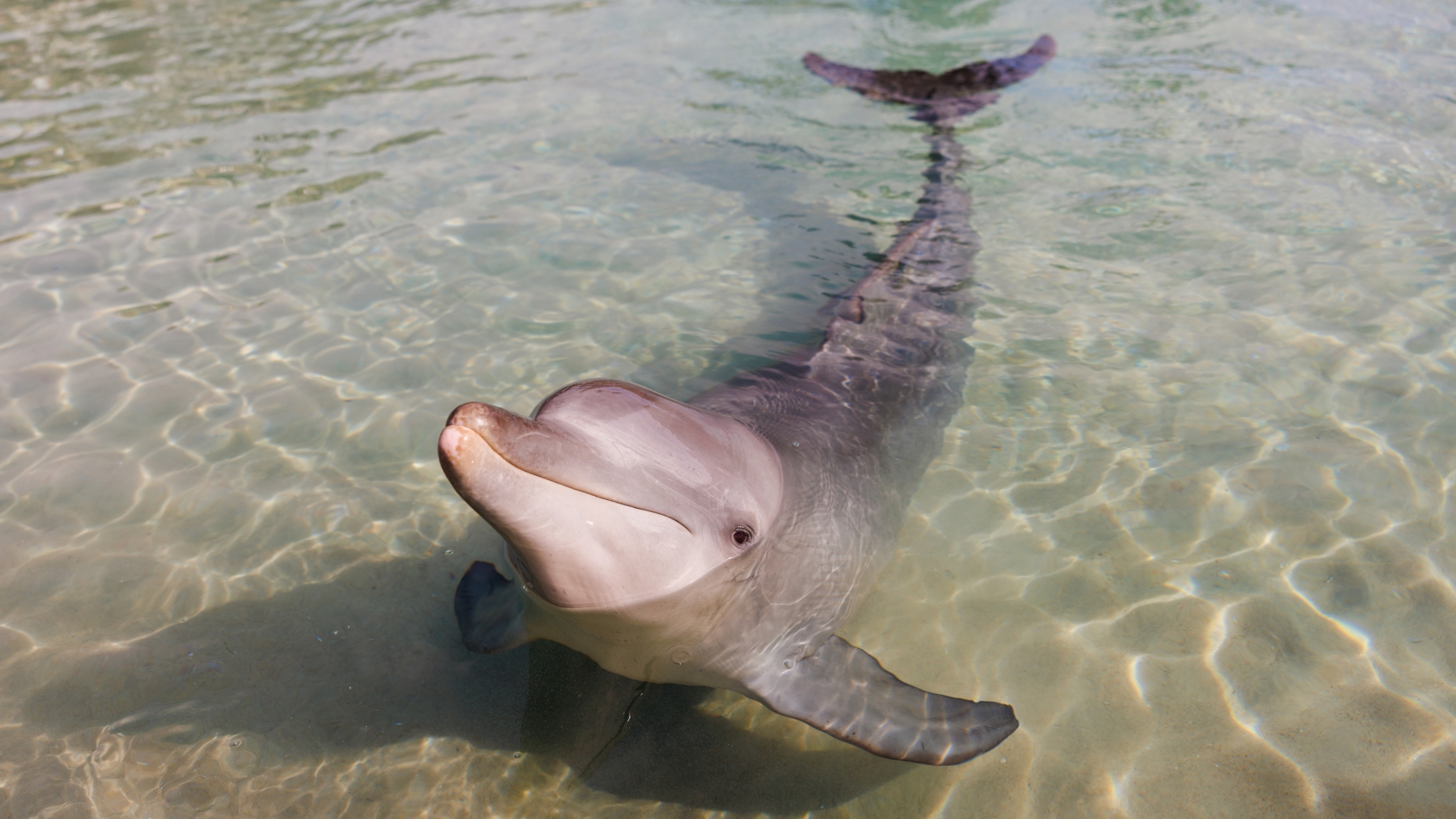 A bottlenose dolphin swims in shallow, clear water, with its head above the surface and its body visible beneath the water. Sunlight creates ripples and patterns on the sandy bottom.