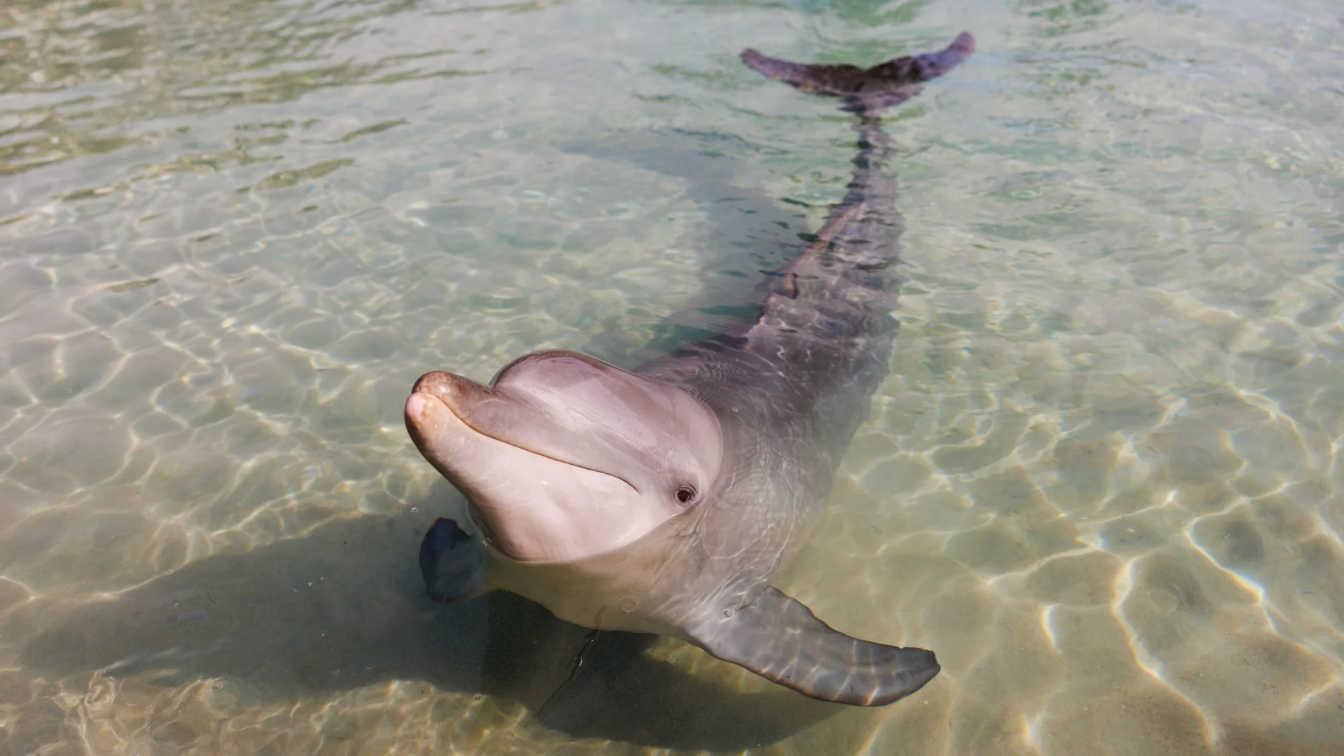 A bottlenose dolphin swims in shallow, clear water, with its head above the surface and its body visible beneath the water. Sunlight creates ripples and patterns on the sandy bottom.