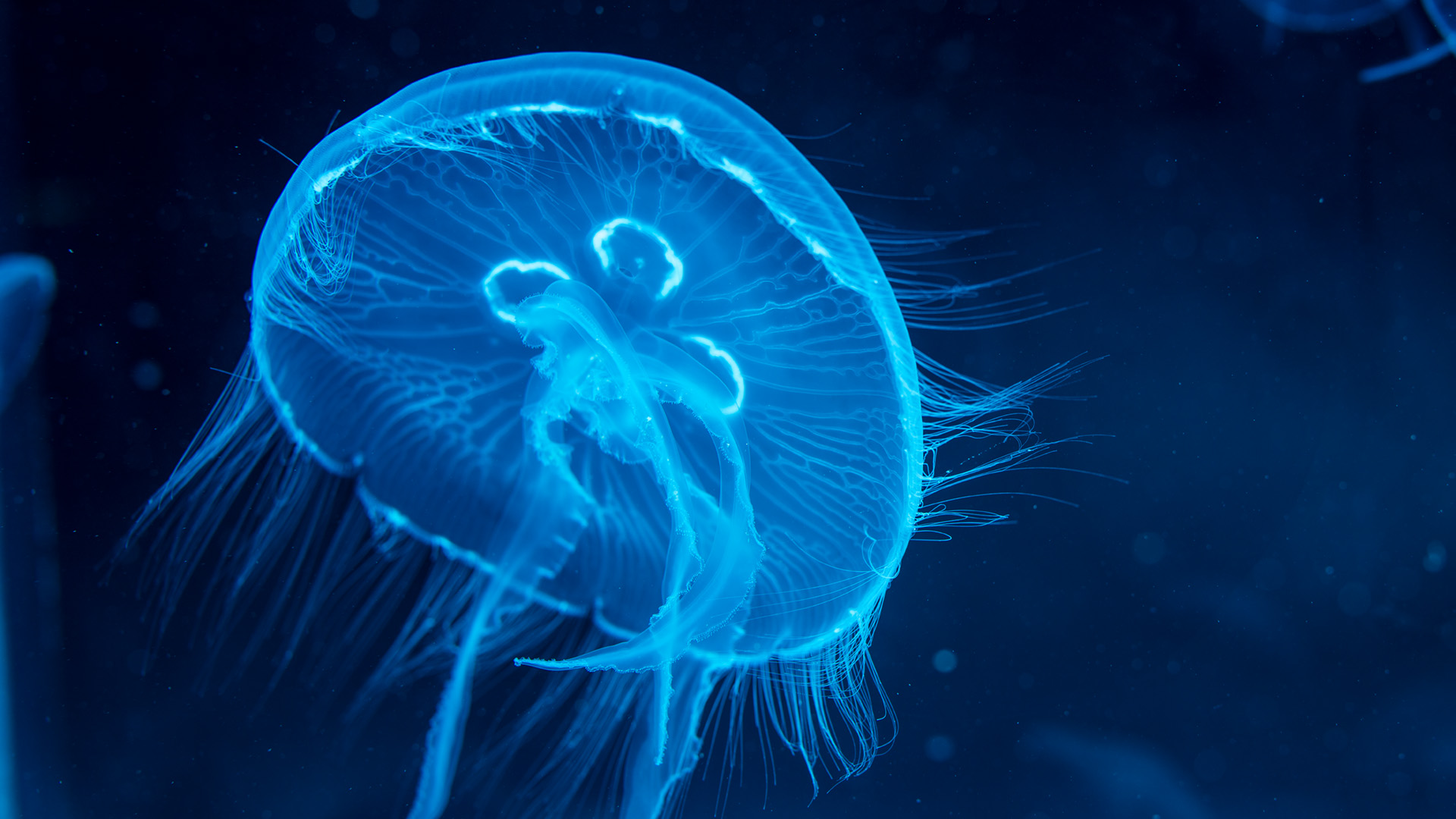 A translucent jellyfish glows blue underwater, showing its radial symmetry and trailing tentacles against a dark background.