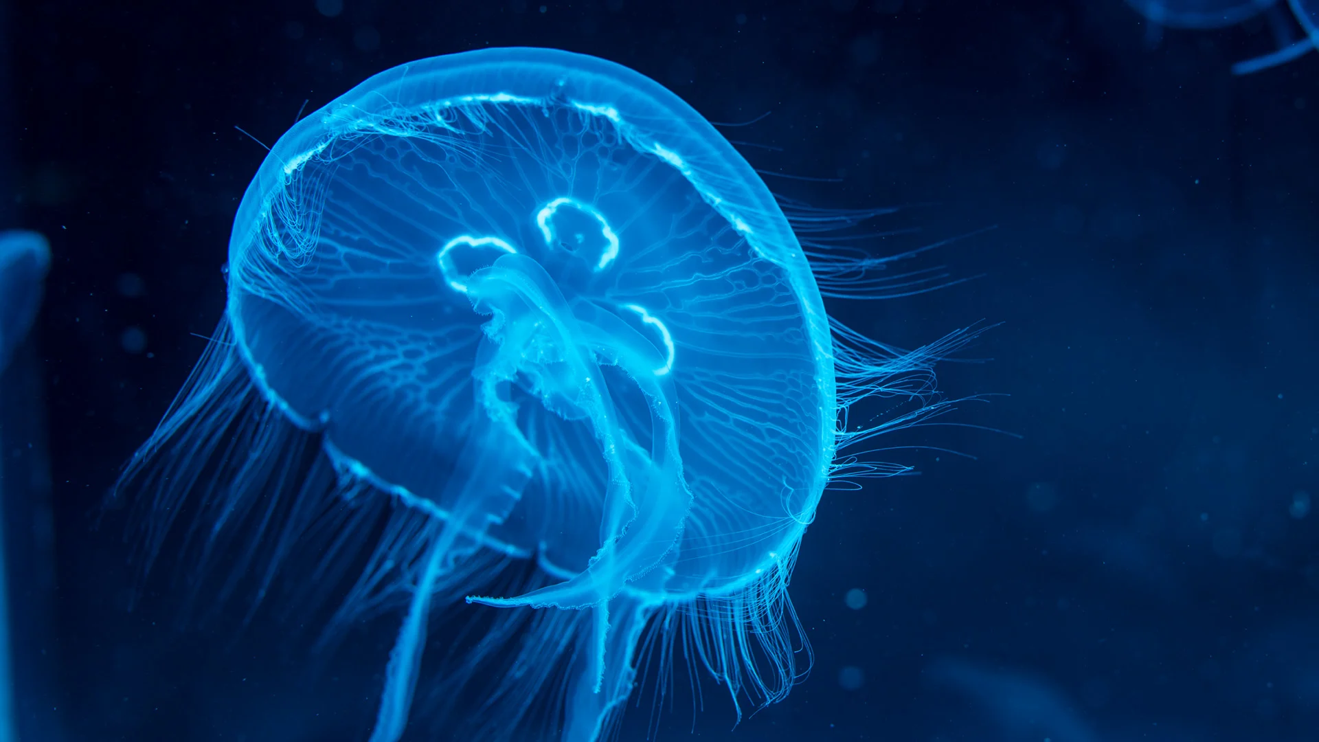 A translucent jellyfish glows blue underwater, showing its radial symmetry and trailing tentacles against a dark background.