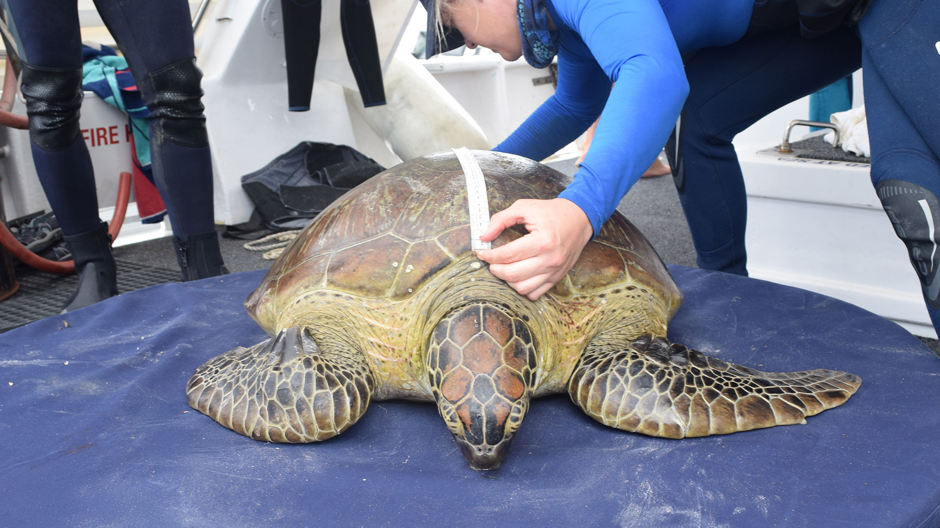 A person measures the shell of a large sea turtle on a boat. The turtle is on a blue surface, surrounded by individuals in wetsuits.