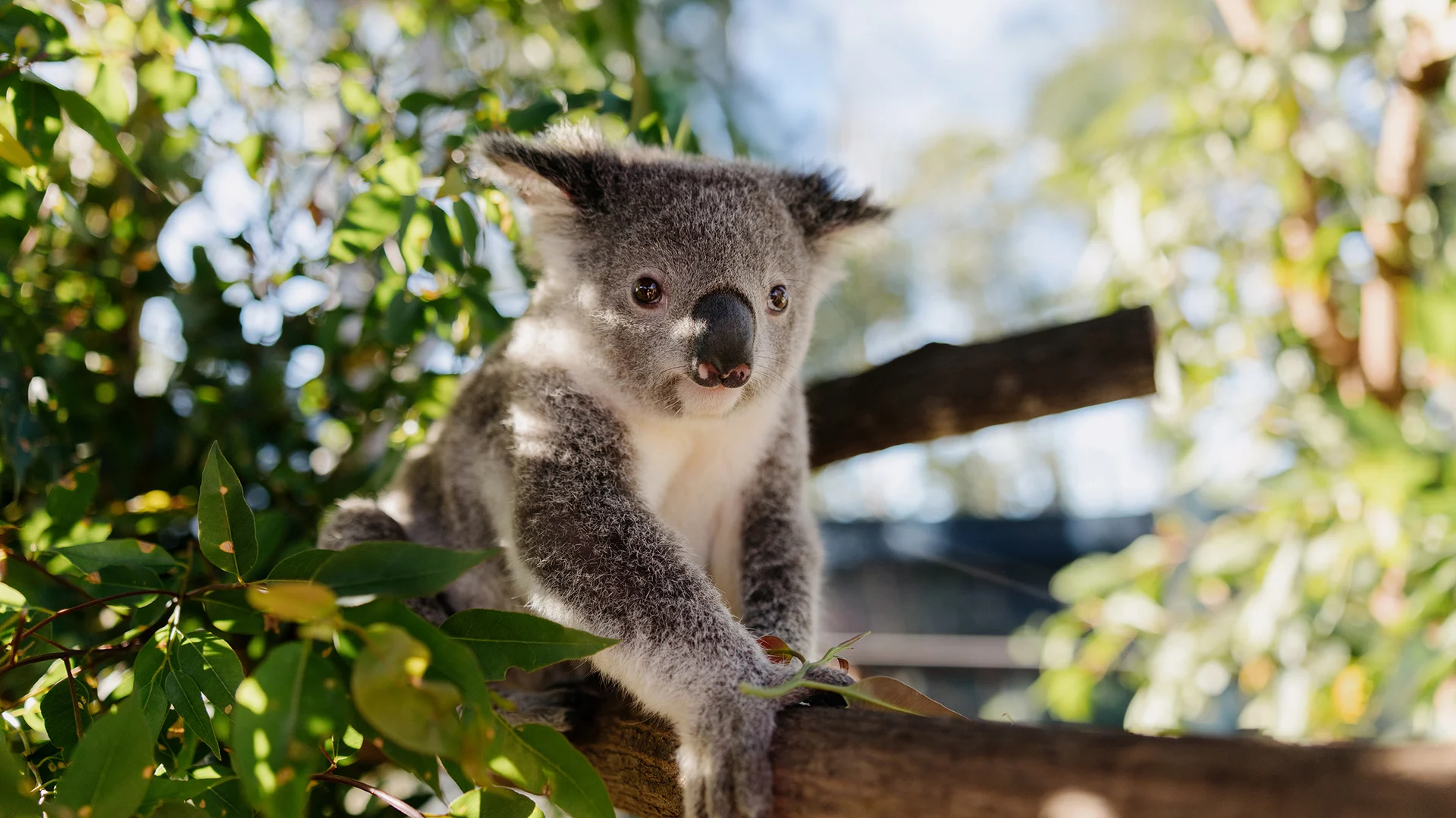 A young koala sits on a tree branch surrounded by green leaves, looking toward the camera with sunlight filtering through the foliage in the background.