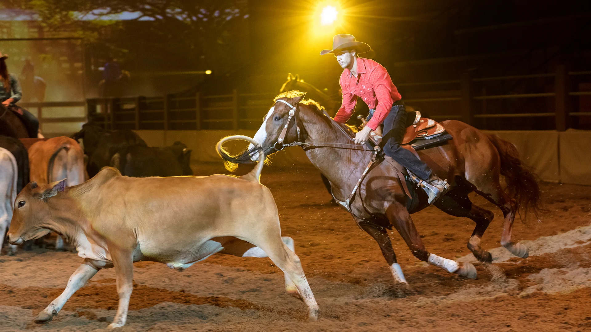 A person wearing a cowboy hat and red shirt rides a horse in an indoor arena, chasing a cow during a rodeo or cattle herding event under bright, dramatic lighting.