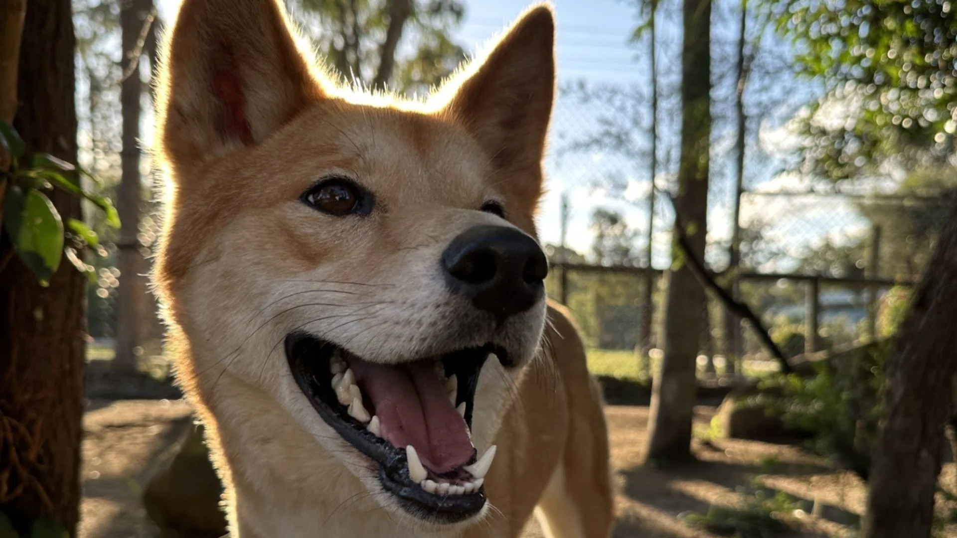 A close-up of a happy, tan and white dog with pointed ears, mouth open and tongue visible, standing outdoors in a sunlit, wooded area with a fence in the background.