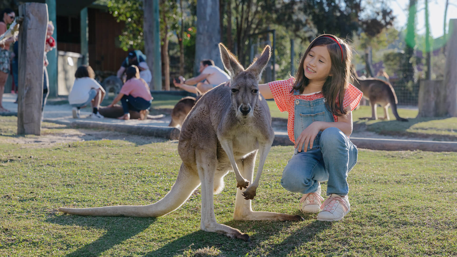 A child kneels beside a kangaroo in a grassy area, with more people and kangaroos in the background.