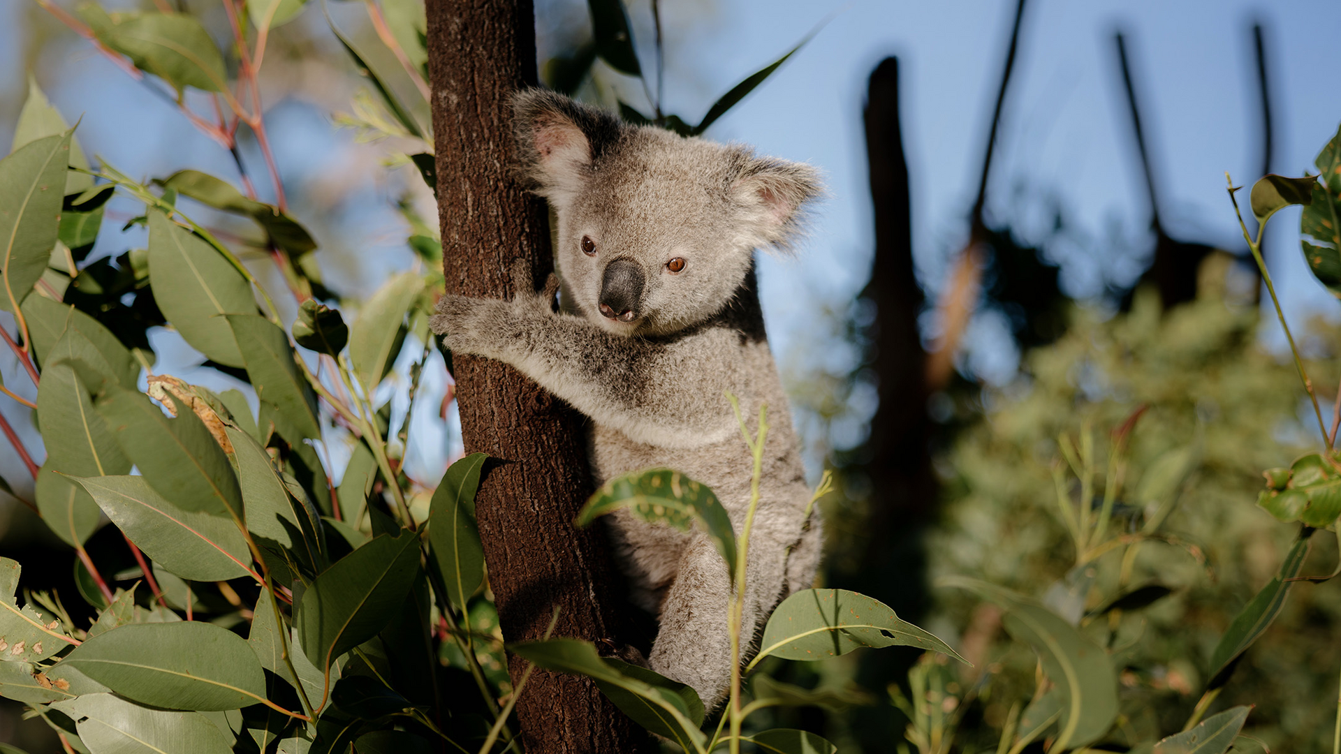 A koala clings to the trunk of a tree surrounded by green leaves and branches, with sunlight filtering through the foliage in the background.