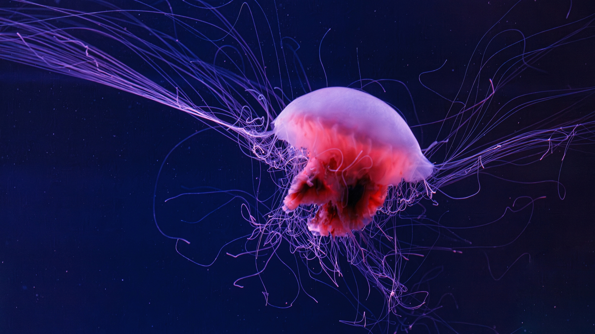 A translucent jellyfish with a pink and purple glow floats in dark blue water, its long, delicate tentacles trailing gracefully behind it.