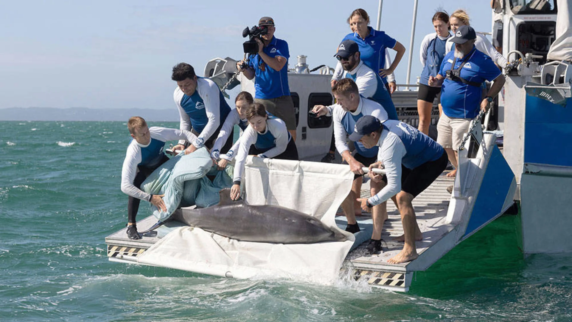 A group of people on a boat releases a dolphin into the ocean using a large white sling while others observe and take photos.