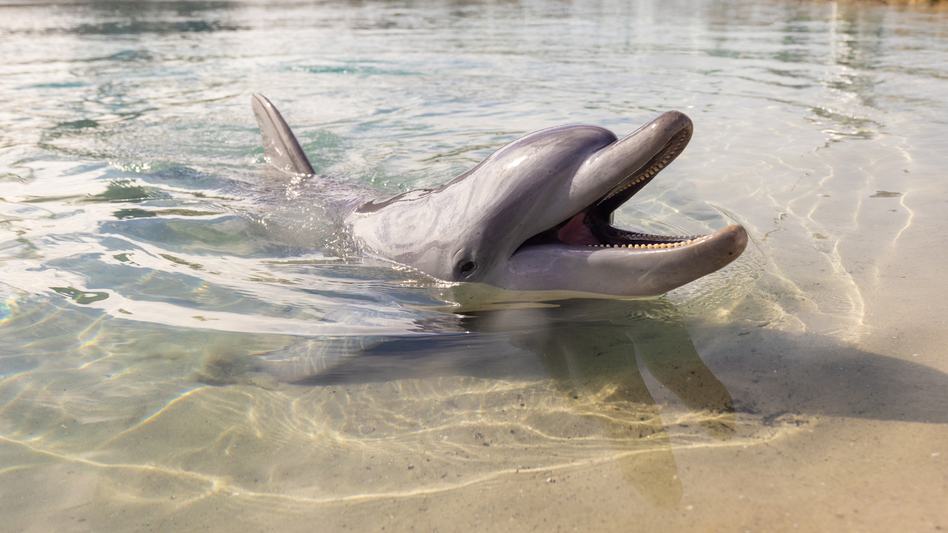 A dolphin swims in shallow, clear water near the shore with its mouth open, showing teeth and part of its fin above the surface.