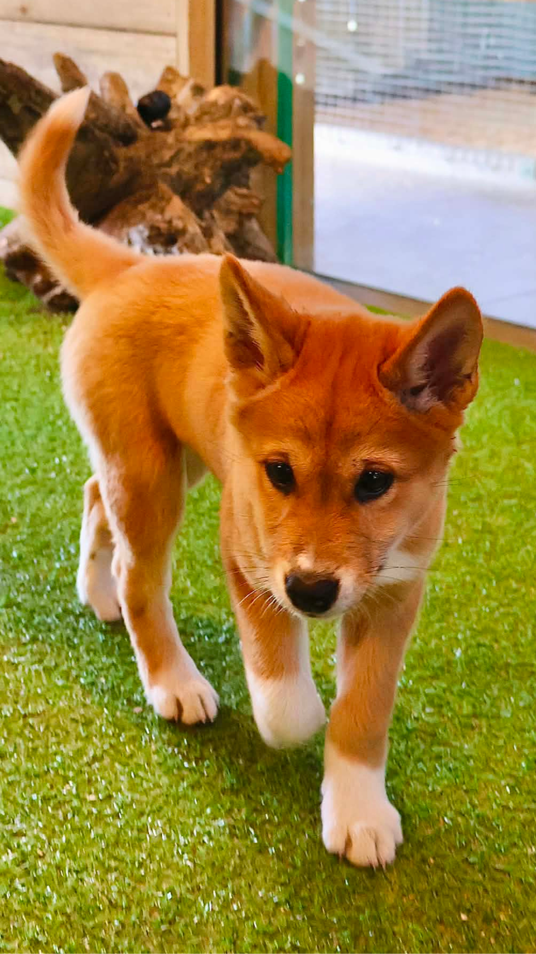 A small brown and white puppy with pointy ears walks on green artificial grass indoors, looking down and forward.