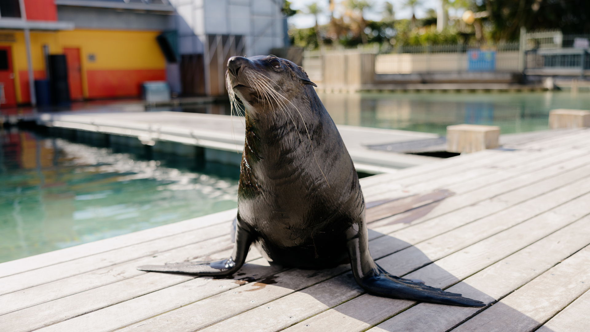 A sea lion sits upright on a wooden dock near a pool at a marine facility, with buildings and palm trees in the background.
