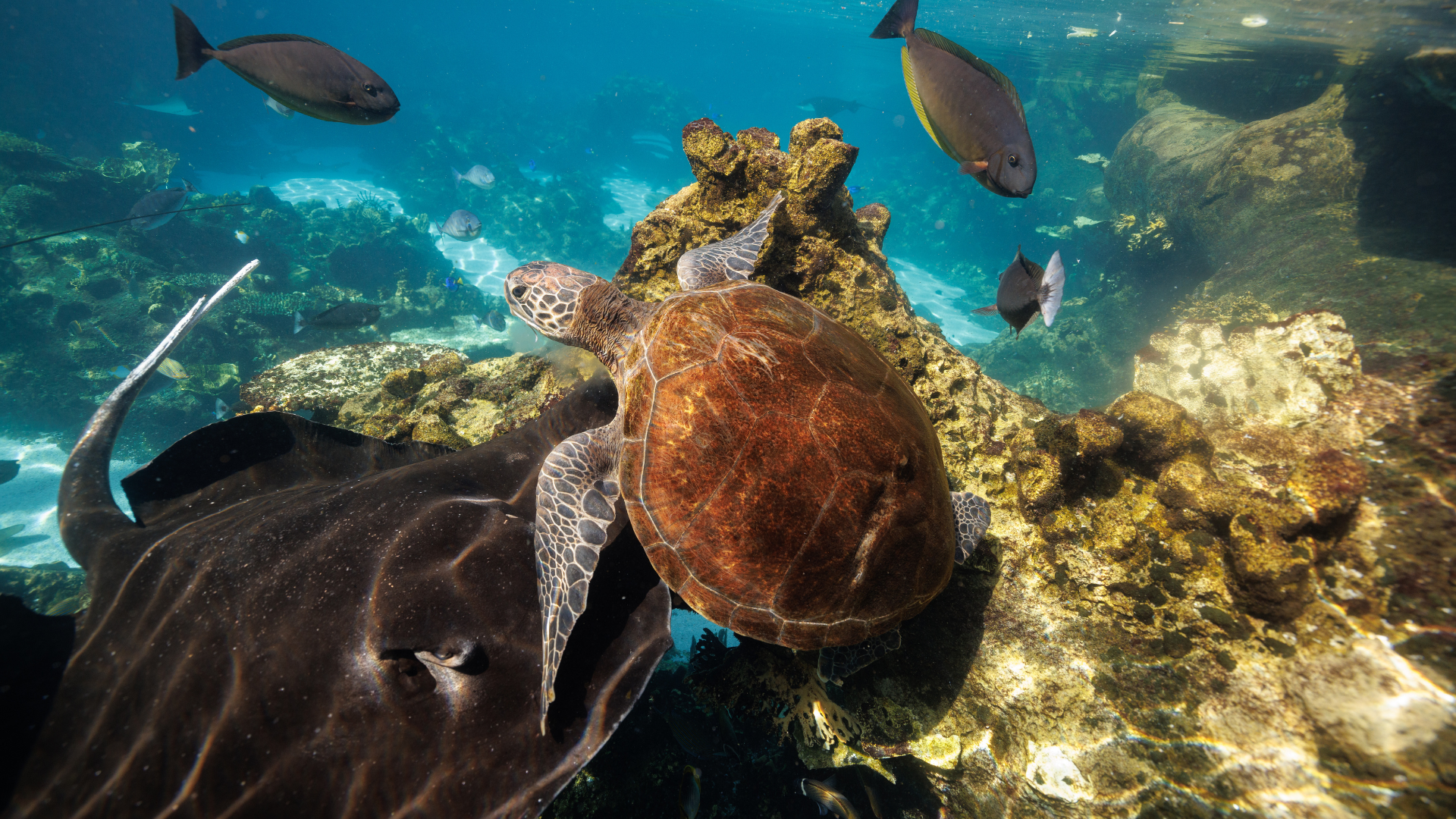 A sea turtle swims near a stingray and several fish over a rocky coral reef in clear, shallow ocean water.