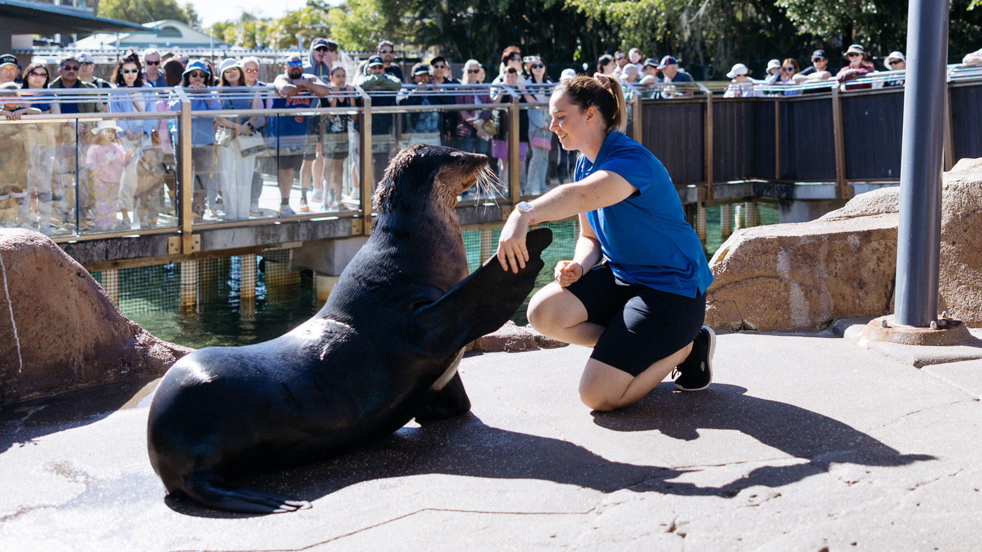 A trainer kneels and interacts with a sea lion during a demonstration, while a crowd watches behind a glass barrier at an outdoor aquarium or zoo.