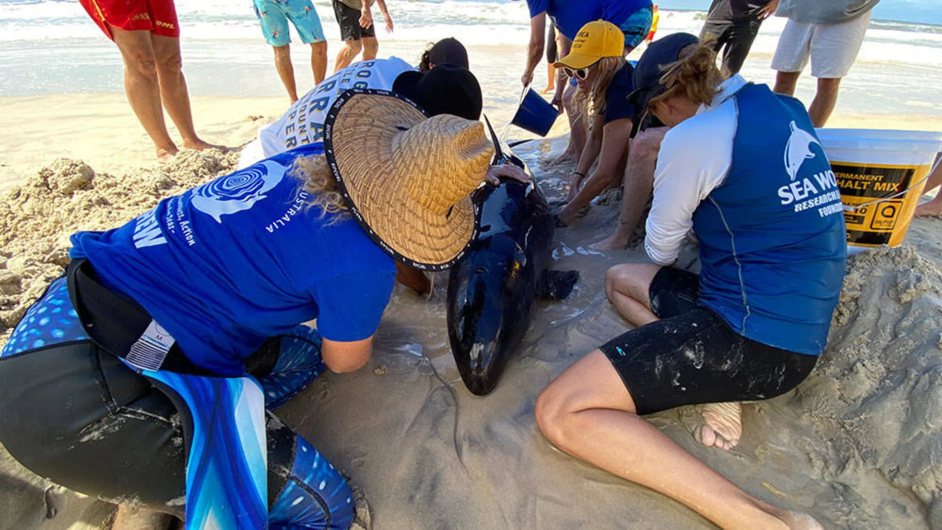 A group of people on a sandy beach assists a beached dolphin, some wearing uniforms and sun hats, as waves approach in the background.