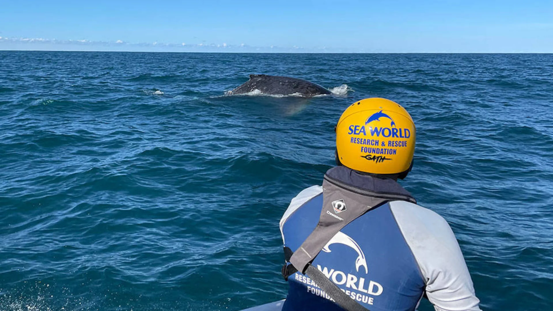 A person in a Sea World Research & Rescue uniform observes a whale swimming at the ocean's surface from a boat.