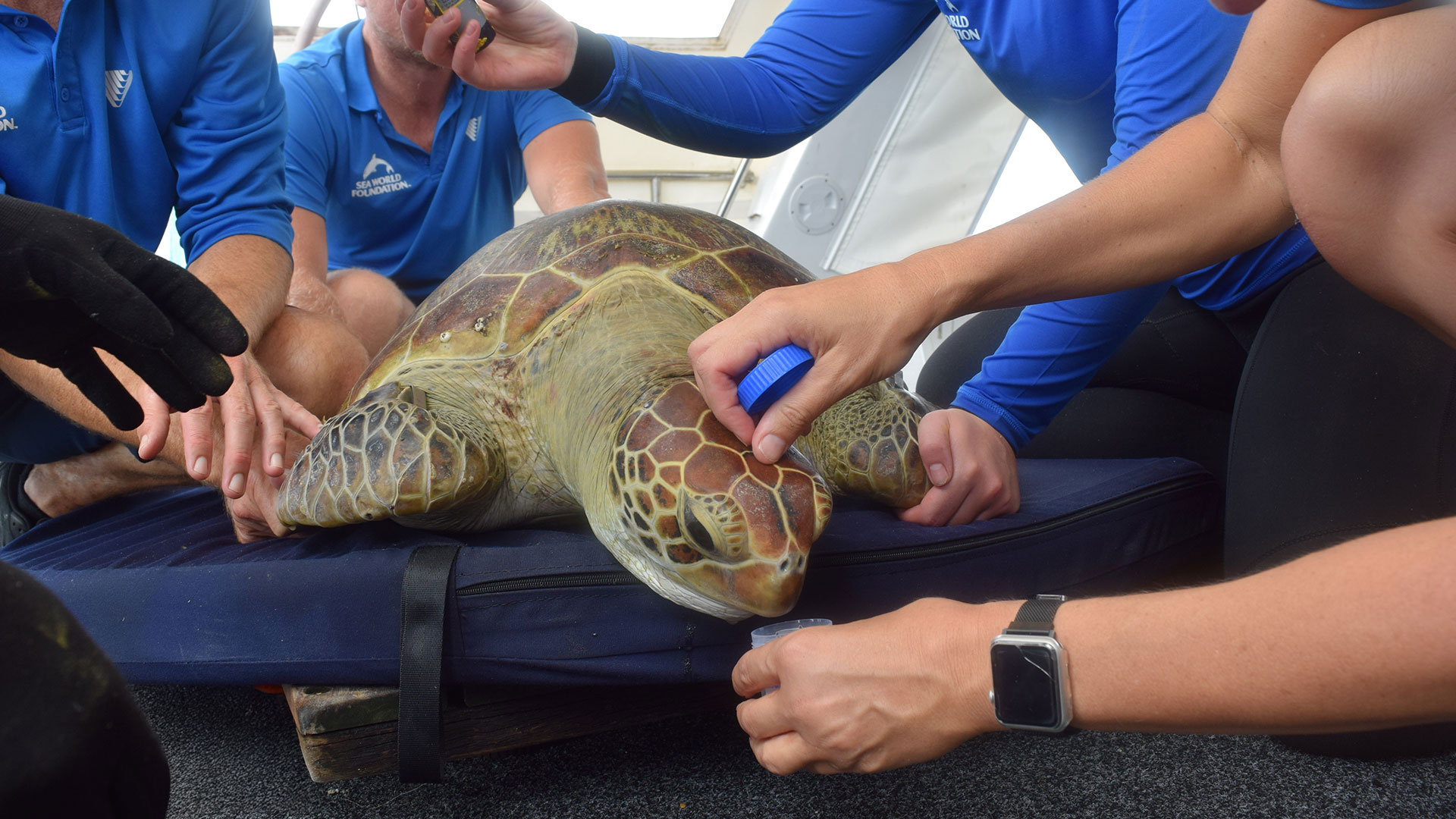 People in blue shirts handling a large sea turtle on a cushion, seemingly performing a check-up or treatment.