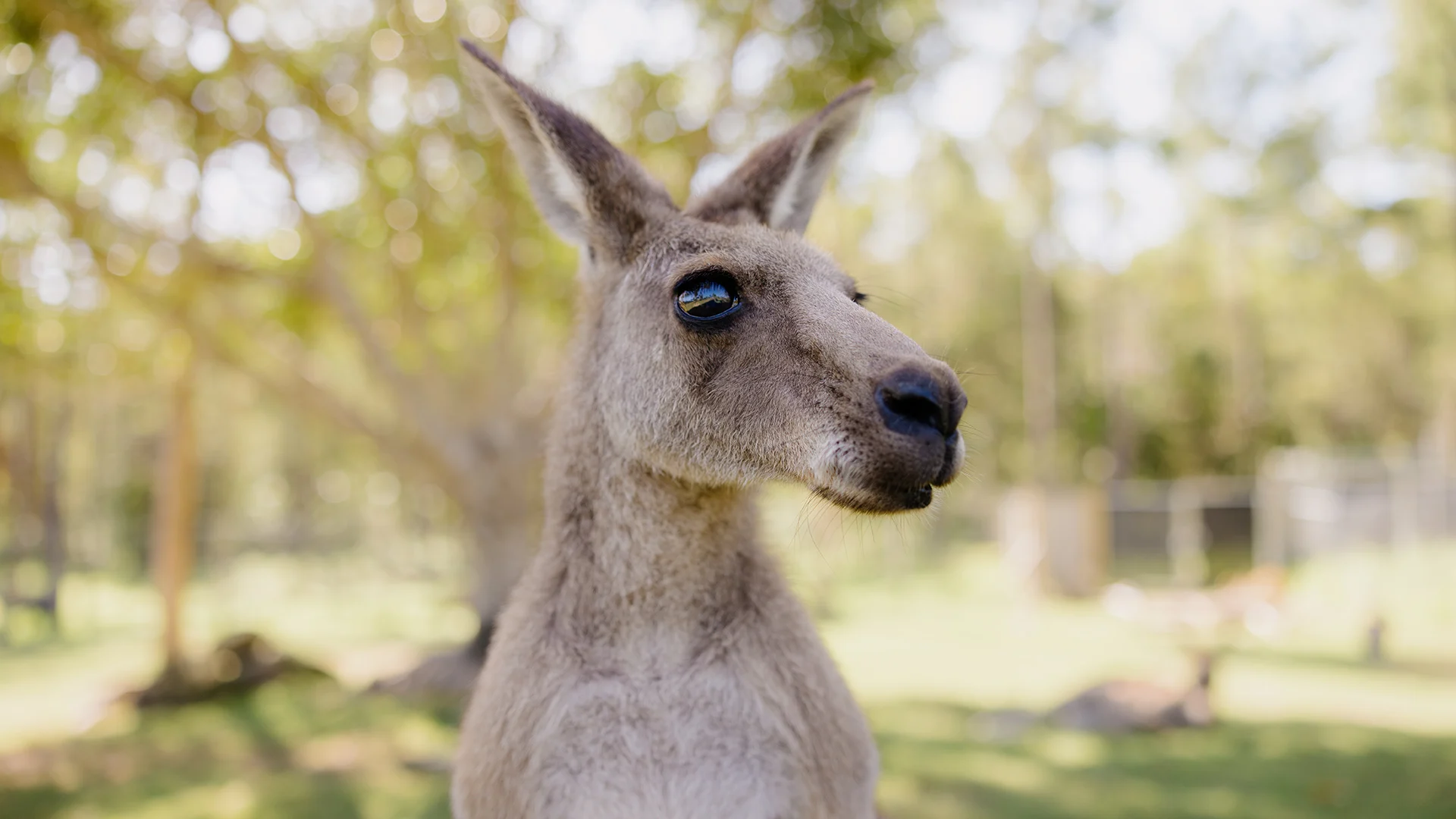 Close-up of a kangaroo with upright ears, standing in a sunny, grassy area with trees in the background.
