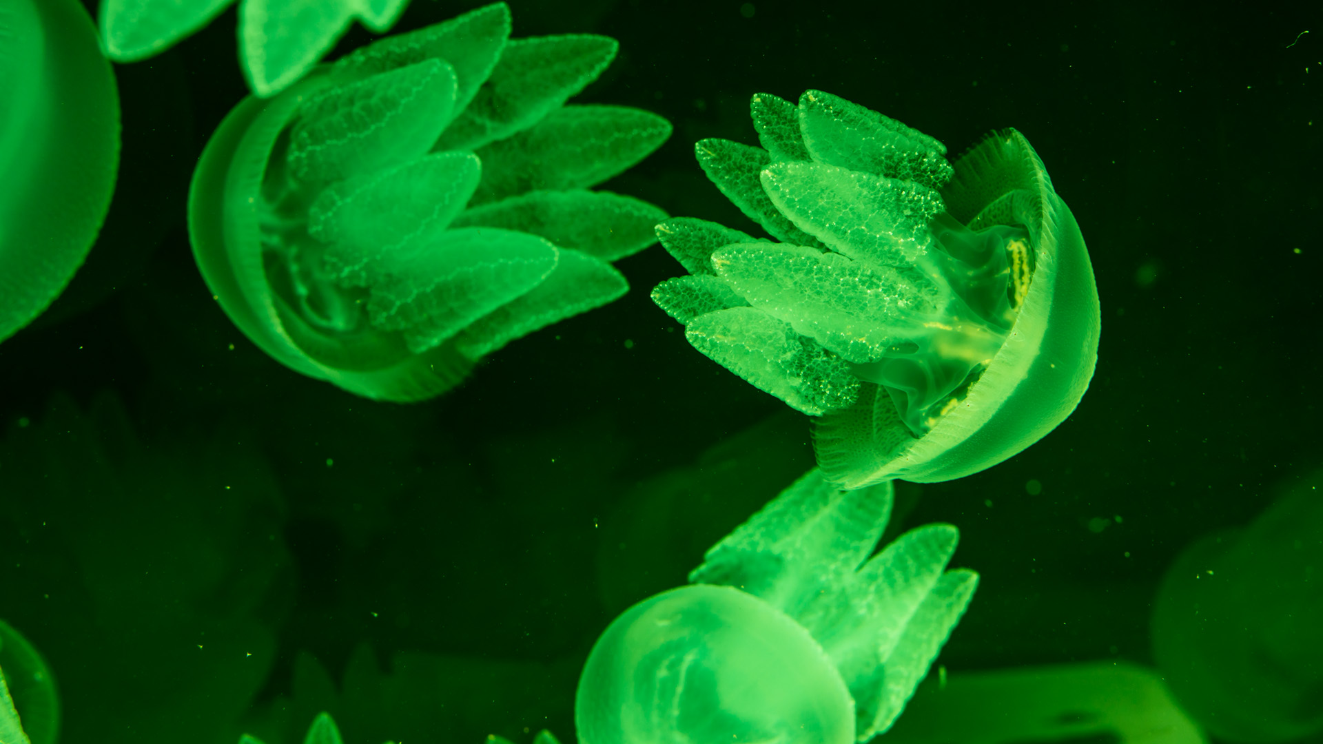 Several green jellyfish float underwater against a dark background, illuminated by light that highlights their translucent bodies and textured tentacles.