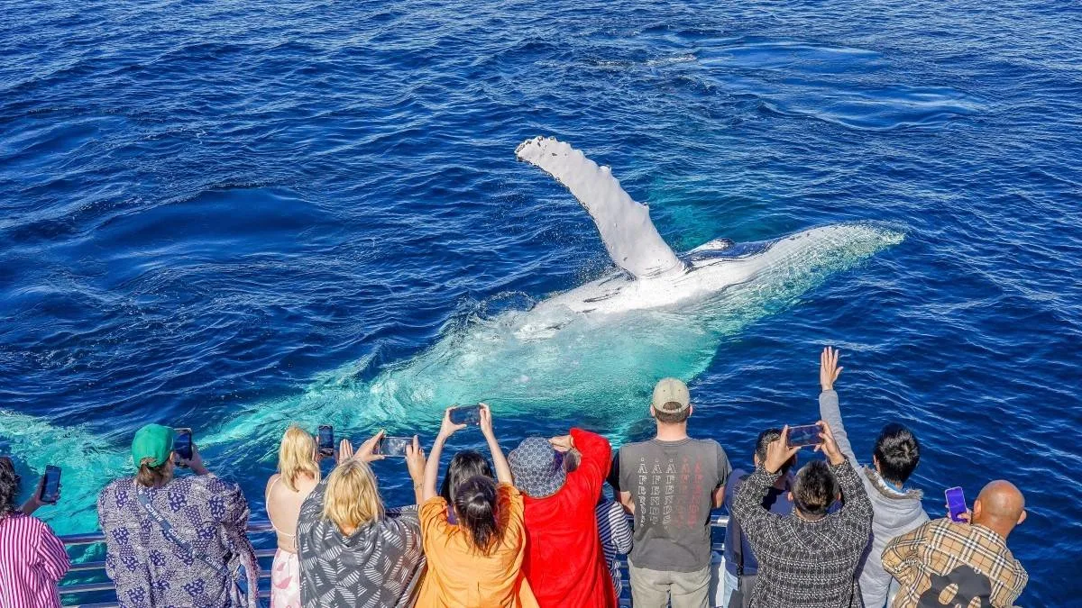 People on a boat watch a large whale swimming near the surface of the ocean, with several taking photos.