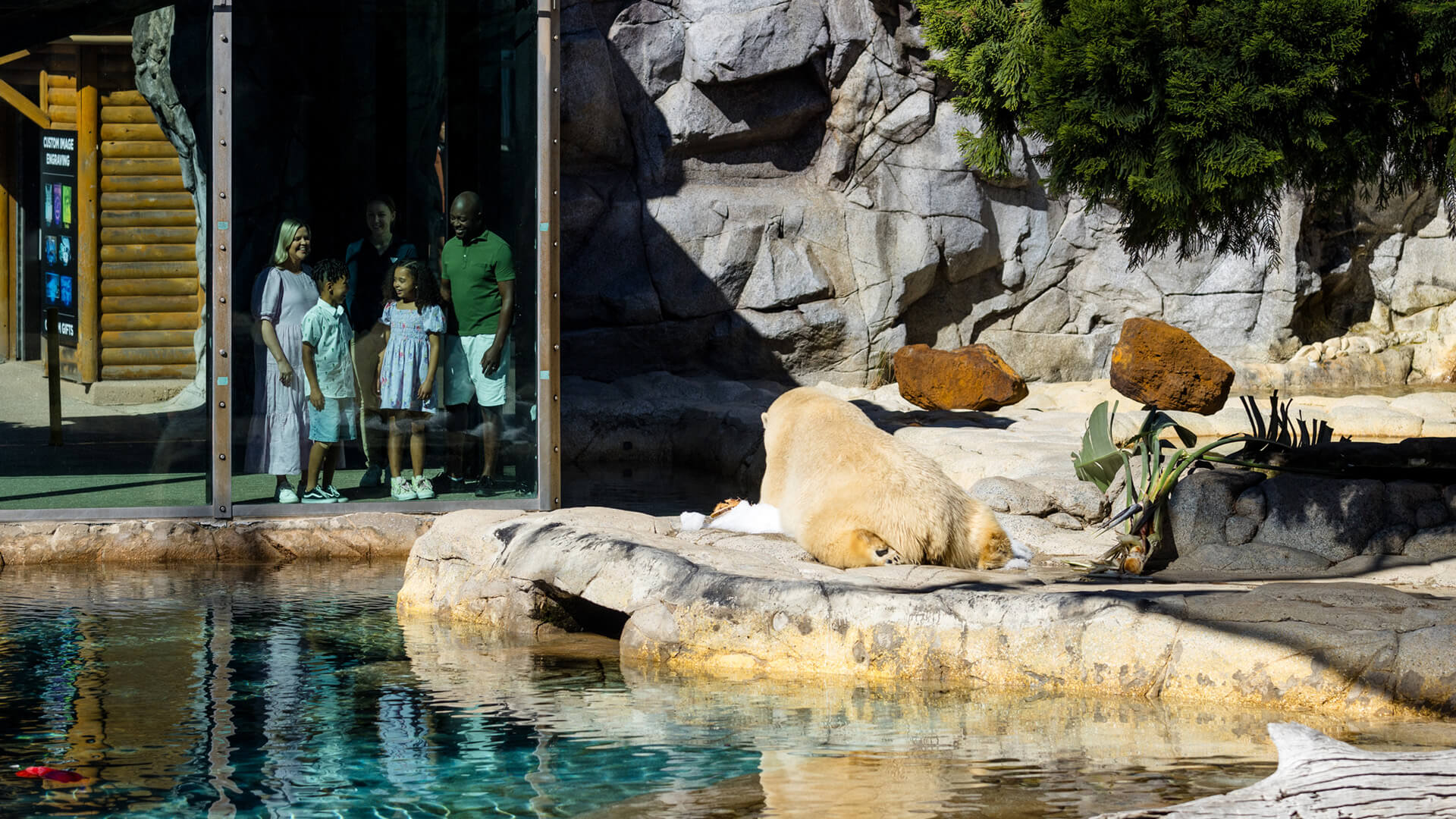 A family observes a white lion resting on a rock inside an enclosure at a zoo, separated by a glass wall near a pool of water.