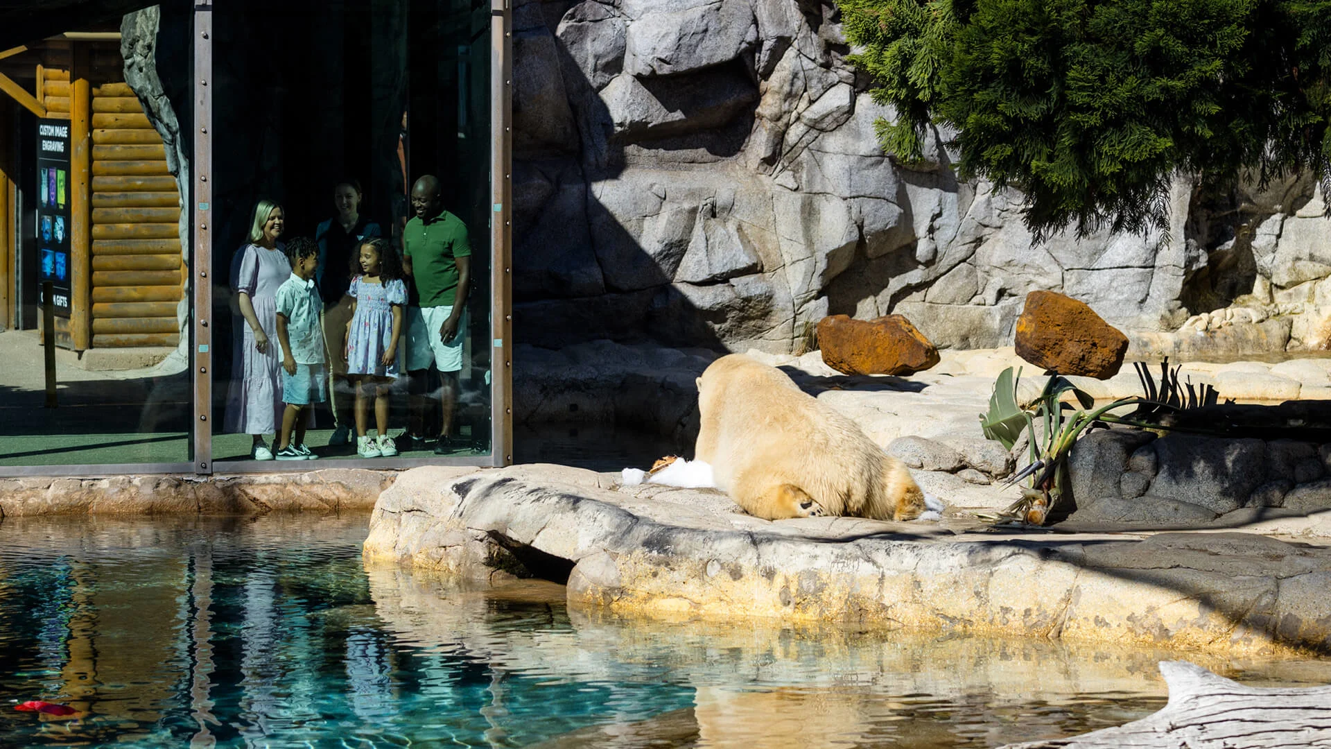 A family observes a white lion resting on a rock inside an enclosure at a zoo, separated by a glass wall near a pool of water.