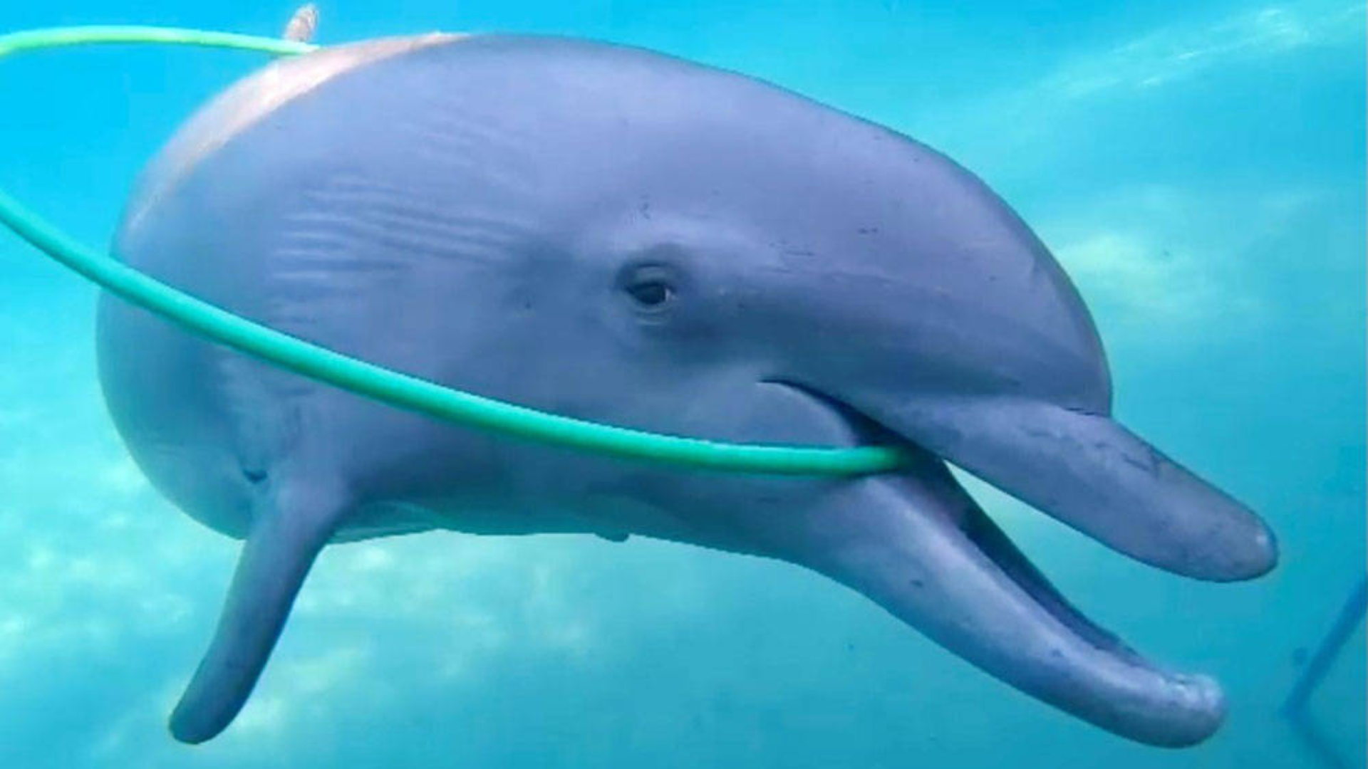 Dolphin underwater playfully swimming through a green hoop, mouth open and facing the camera.