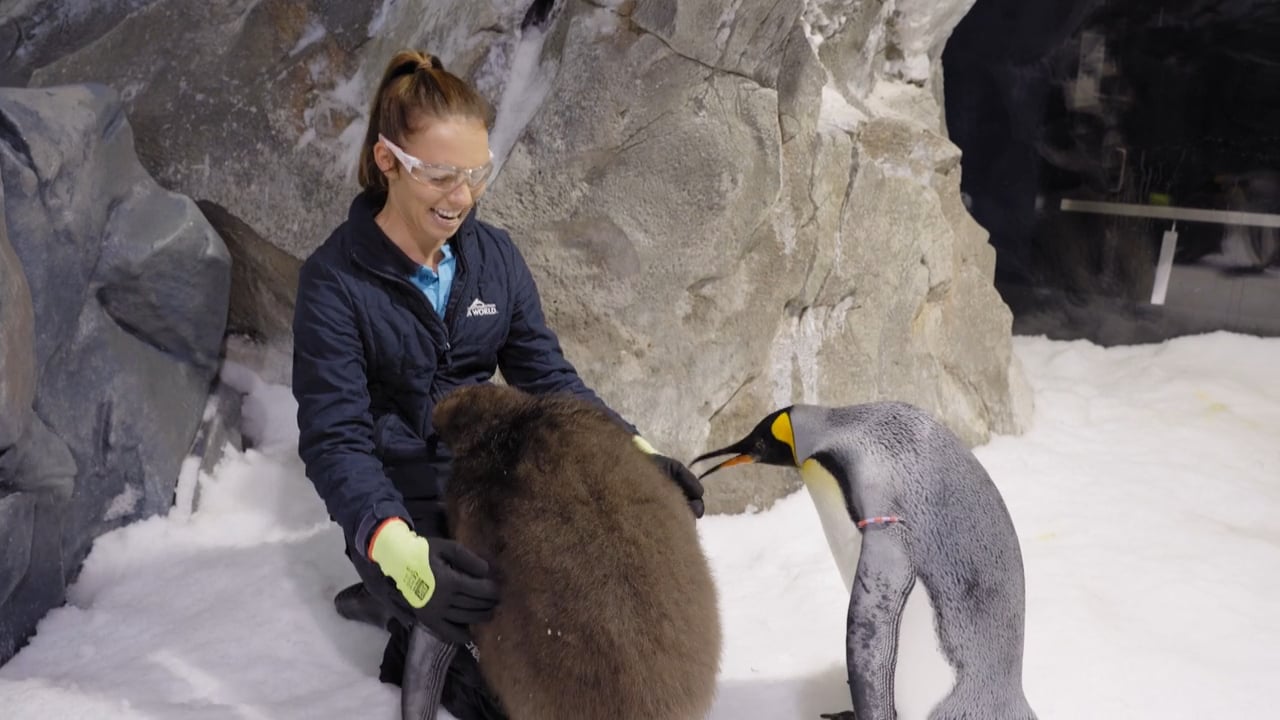 A person wearing goggles and gloves sits on snow, interacting with a fluffy penguin chick while an adult king penguin stands nearby in a rocky, icy environment.