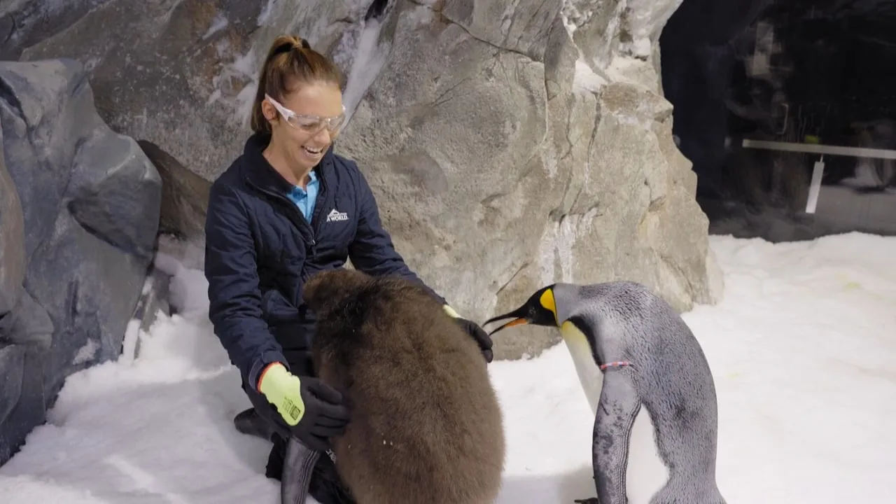 A person wearing goggles and gloves sits on snow, interacting with a fluffy penguin chick while an adult king penguin stands nearby in a rocky, icy environment.