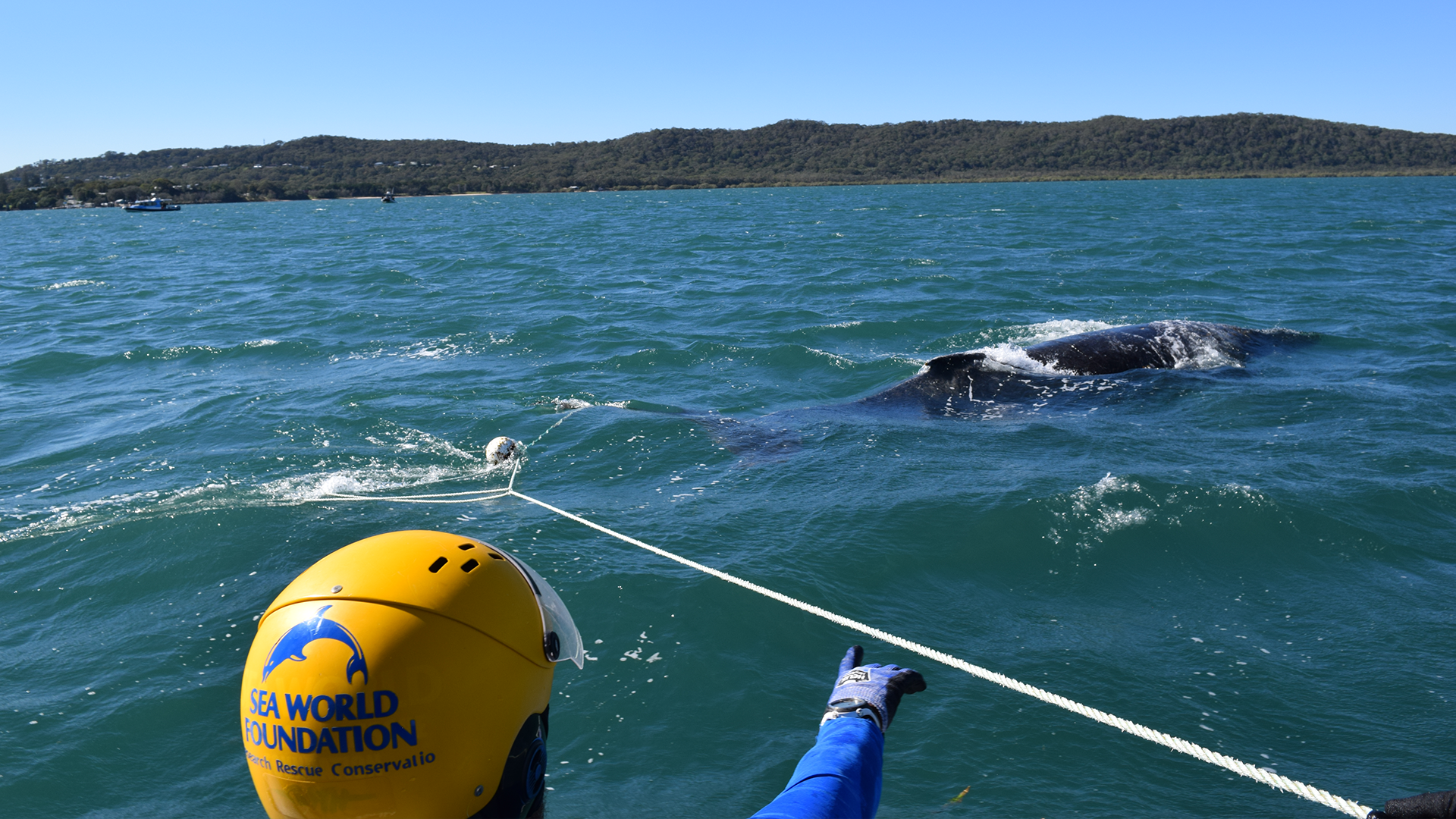 A person wearing a yellow helmet labeled "Sea World Foundation" holds a rope attached to a whale in the water, helping with a rescue effort near a hilly coastline under a clear blue sky.