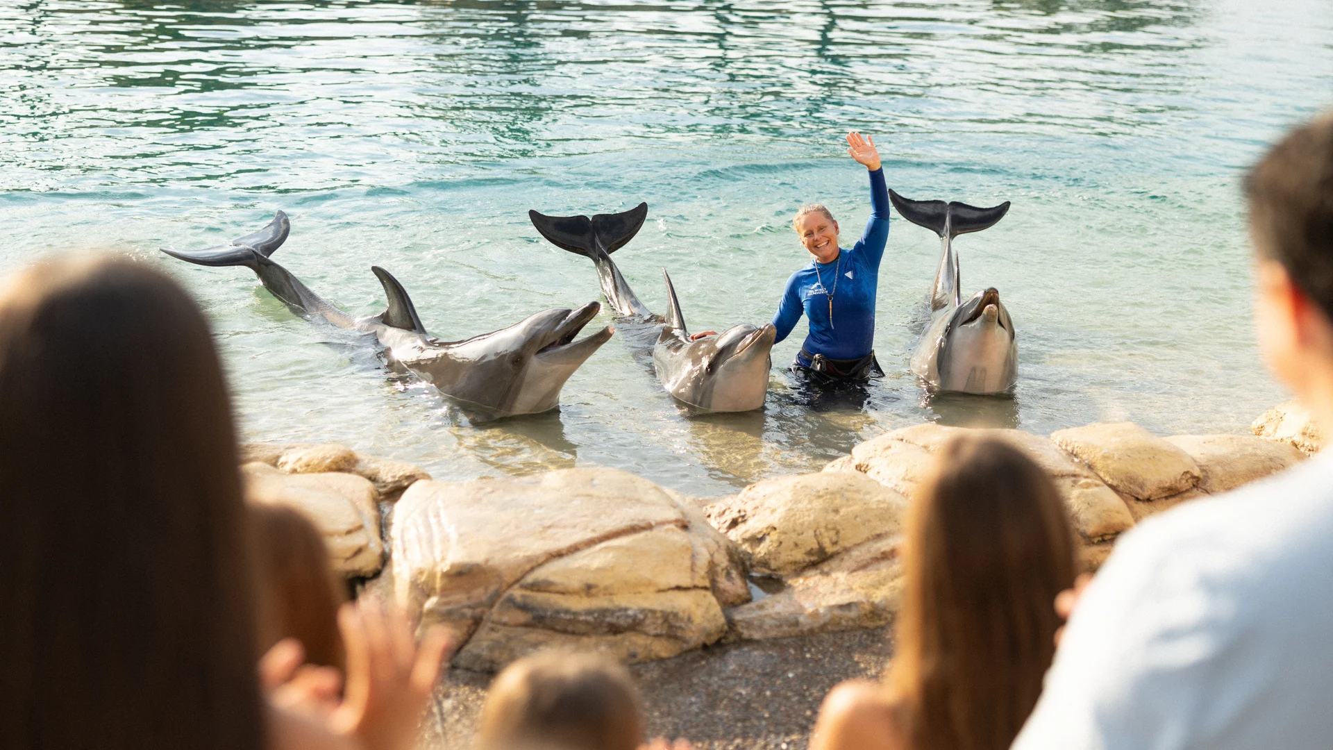A trainer in a wetsuit waves while standing in shallow water with three dolphins raising their tails. People in the foreground watch and clap near a rocky edge.