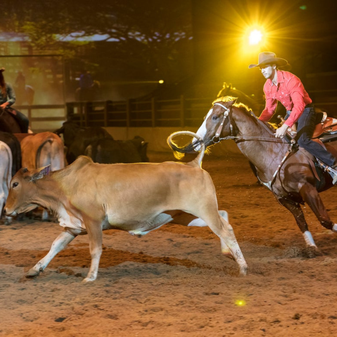 A cowboy in a red shirt and hat rides a horse, chasing a cow across a sandy arena under bright lights during a rodeo event. Other cattle and riders are visible in the background.